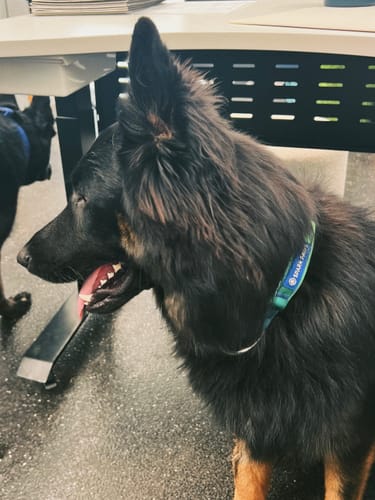 Customer photo review of Comfort Control Collar Set - Lime Wave
