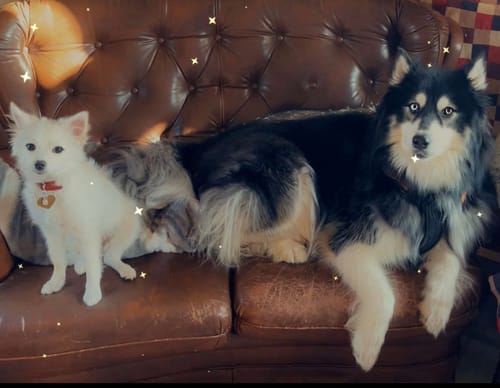 Customer photo review of Dier aan boord - Gepersonaliseerde autosticker