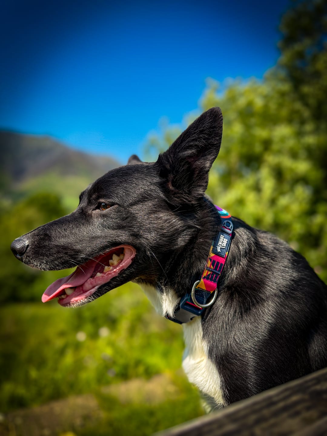 Customer photo review of Core Collar