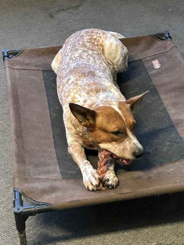 Customer photo review of 6 Inch Thick Braided Bully Stick