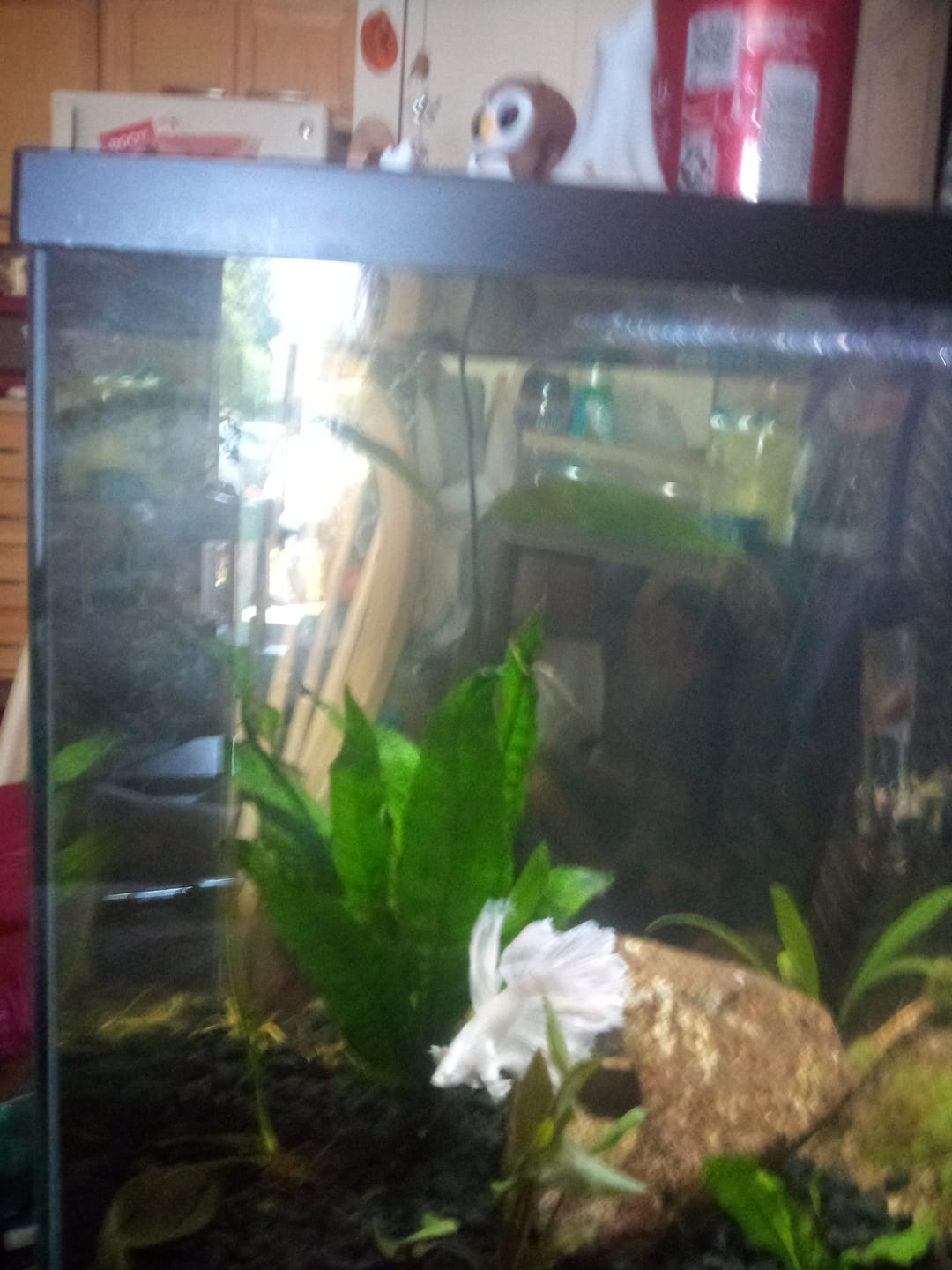 Customer photo review of Cryptocoryne Wendtii RED 'Mi Oya'