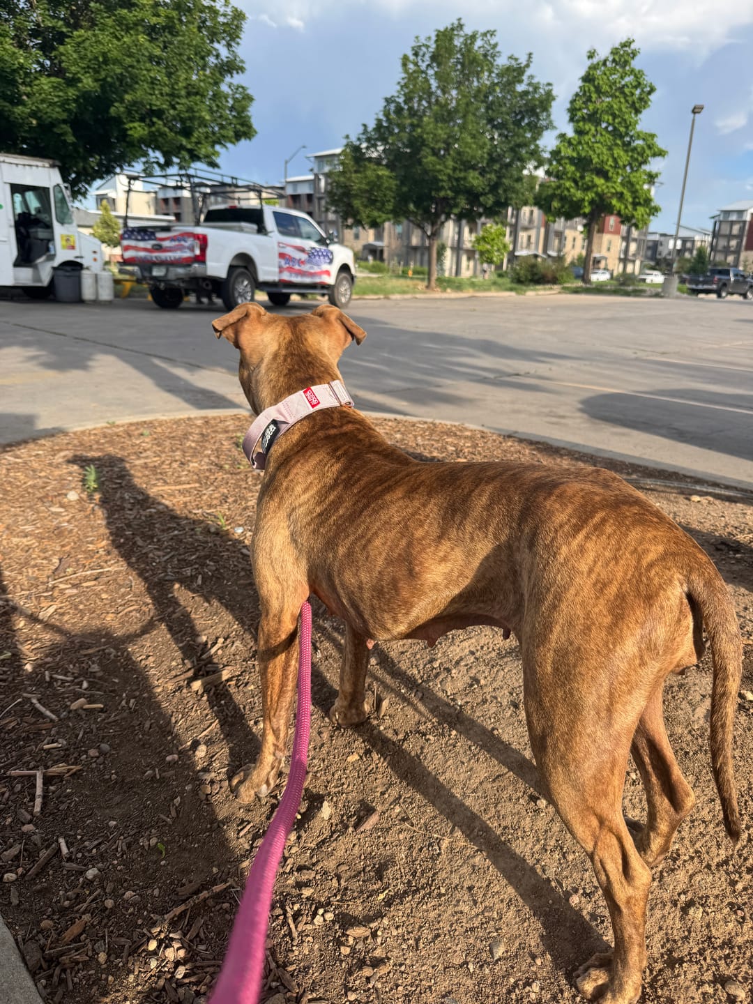 Customer photo review of 1.5" Tacti Dog Collar Slim Luxe - Rose Gold - Sofia