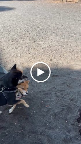 Customer video review of FunFunPet 高機能ハーネス（お名前タグ作成サービス付き）