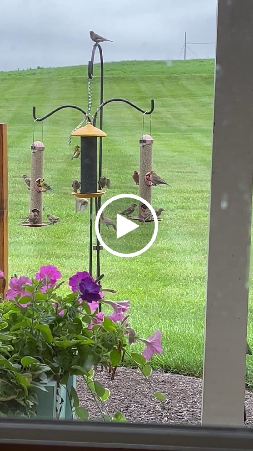 Customer video review of Medium Sunflower Hearts