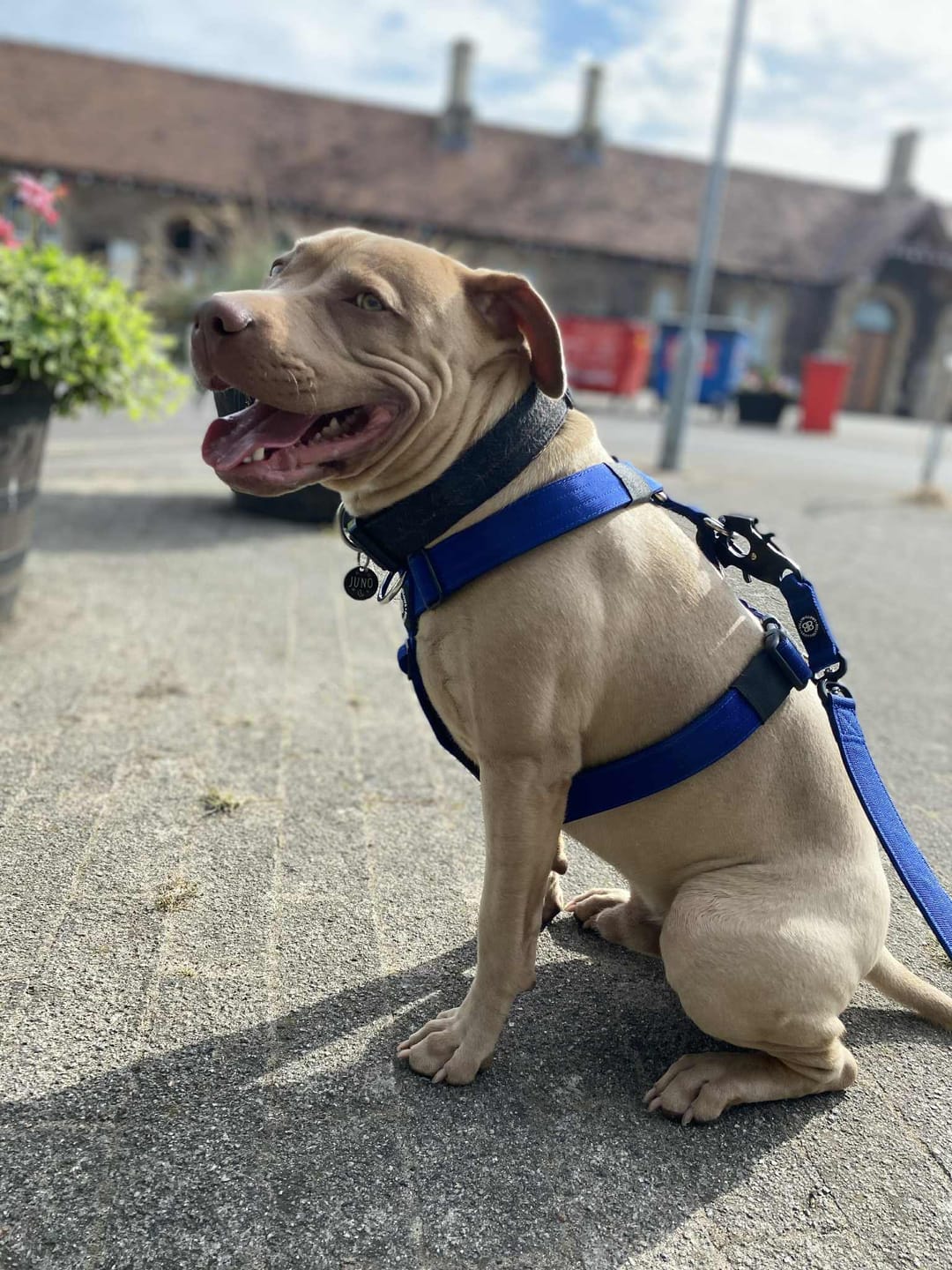 Customer photo review of Training Anti Pull TRI-Harness® | M-XL Breeds - Blue