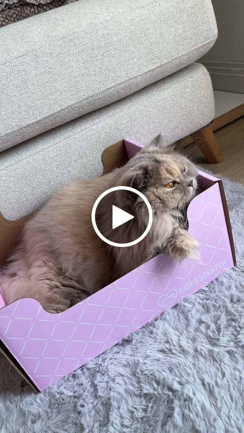 Customer video review of Hide & Scratch Extra-Large Cat Scratcher Box