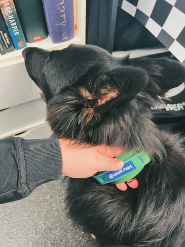 Customer photo review of Comfort Control Collar Set - Lime Wave