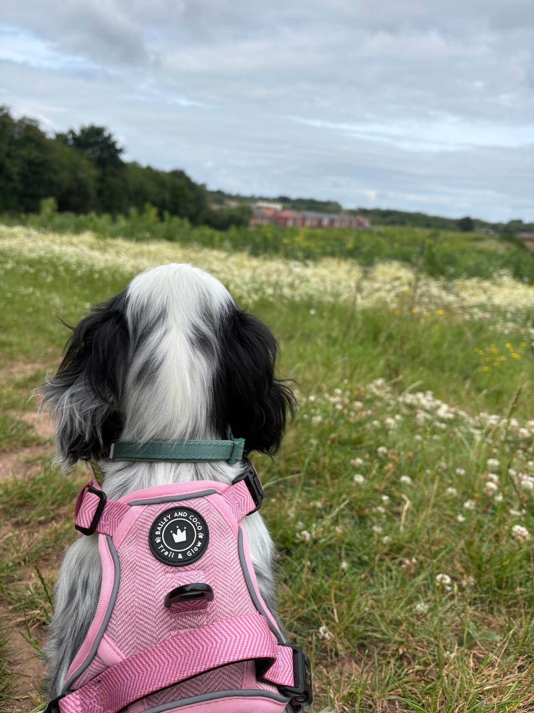 Customer photo review of Bubblegum Pink Tweed Dog Harness - No Pull & Reflective | Trail & Glow®