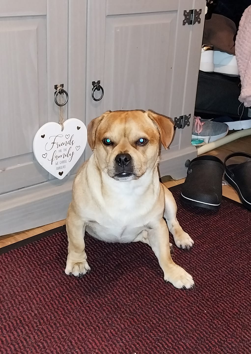 Customer photo review of MultiProtein Dry Puppy Food