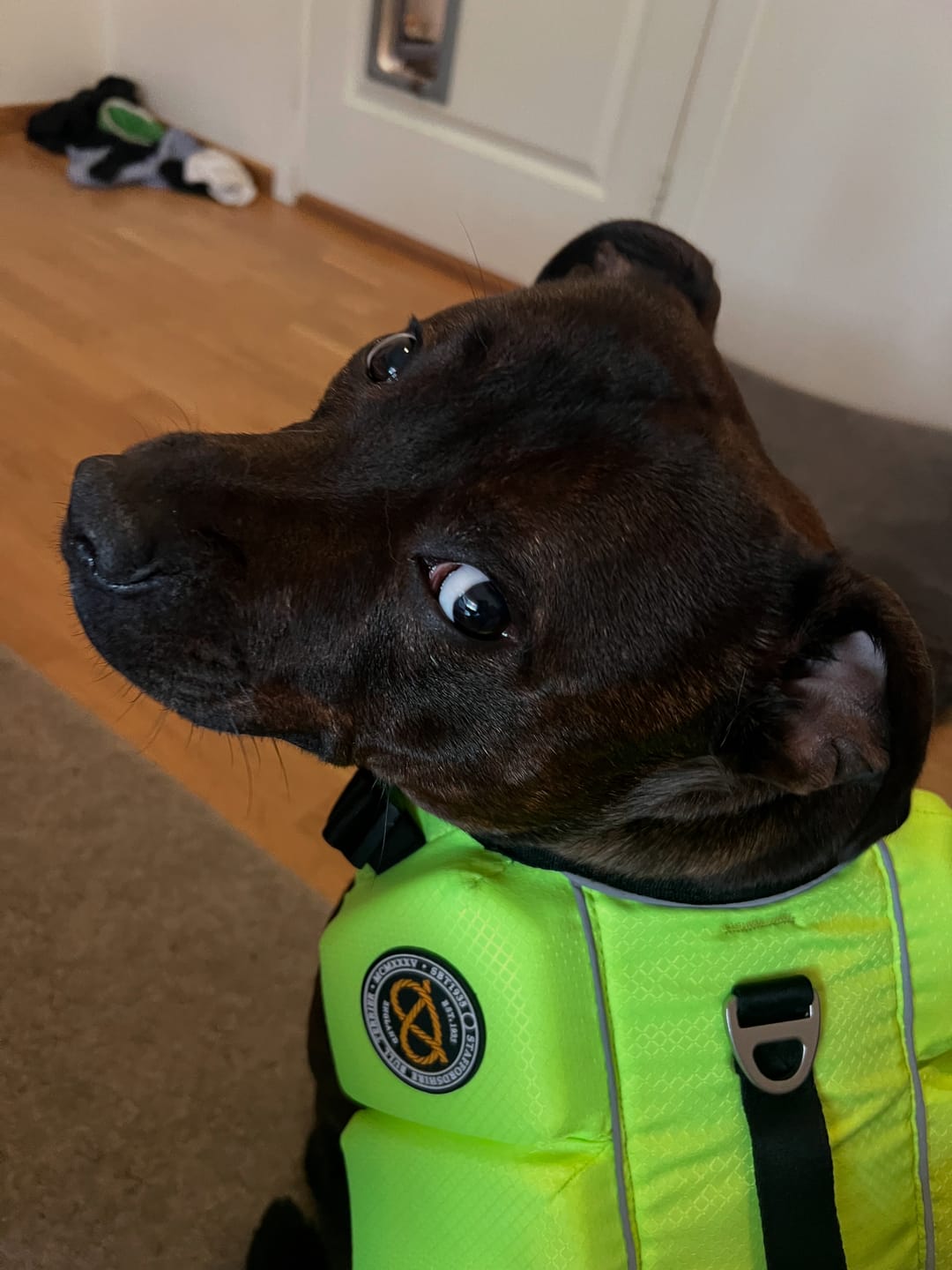 Customer photo review of Staffordshire Bull Terrier 1935® Life Jacket - Neon Green