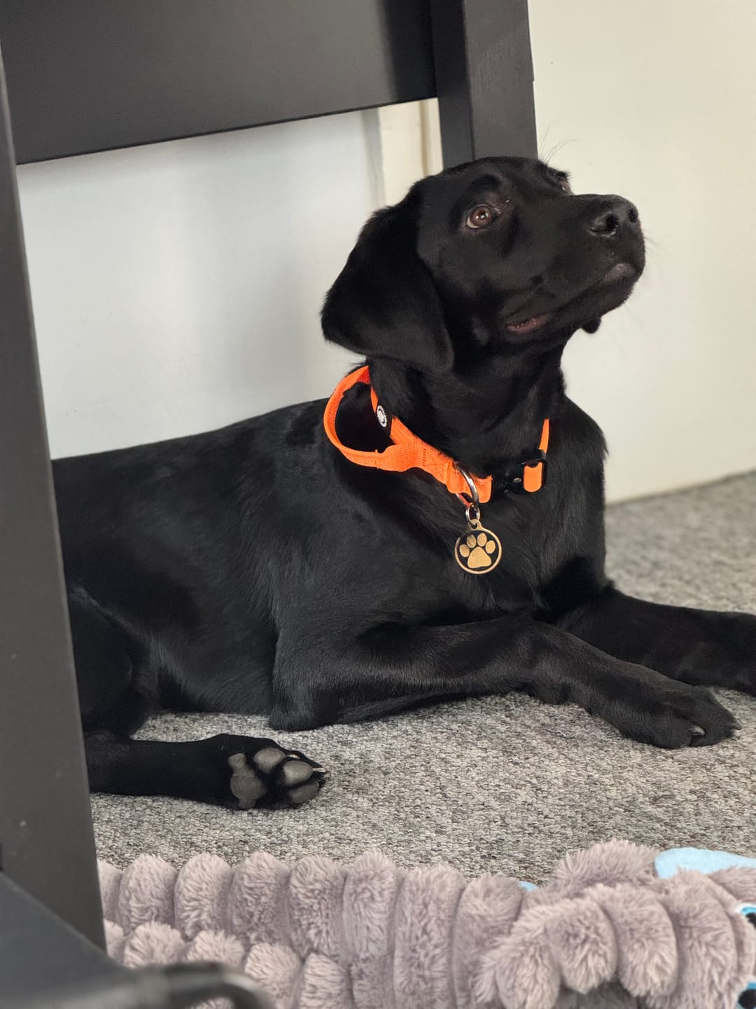 Customer photo review of 2.5cm Combat® Collar | With Handle & Rated Clip - Orange
