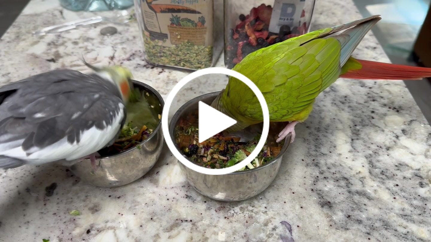 Customer video review of Bird Bites Freeze Dried Chop - Totally Veggies - No Fruit