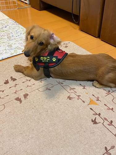 Customer photo review of FunFunPet 高機能ハーネス（お名前タグ作成サービス付き）