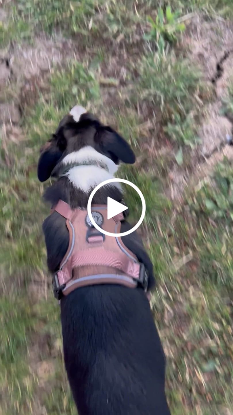 Customer video review of Trail & Glow Tweed Dog Harness - Oxford Tweed