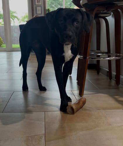 Customer photo review of Smoked Beef Marrow Bone