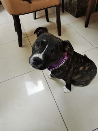 Trisha D. review of 5cm Combat® Collar | With Handle & Secure Clip - Purple image 1 out of 5