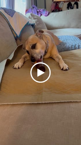Customer video review of Smoked Beef Marrow Bone