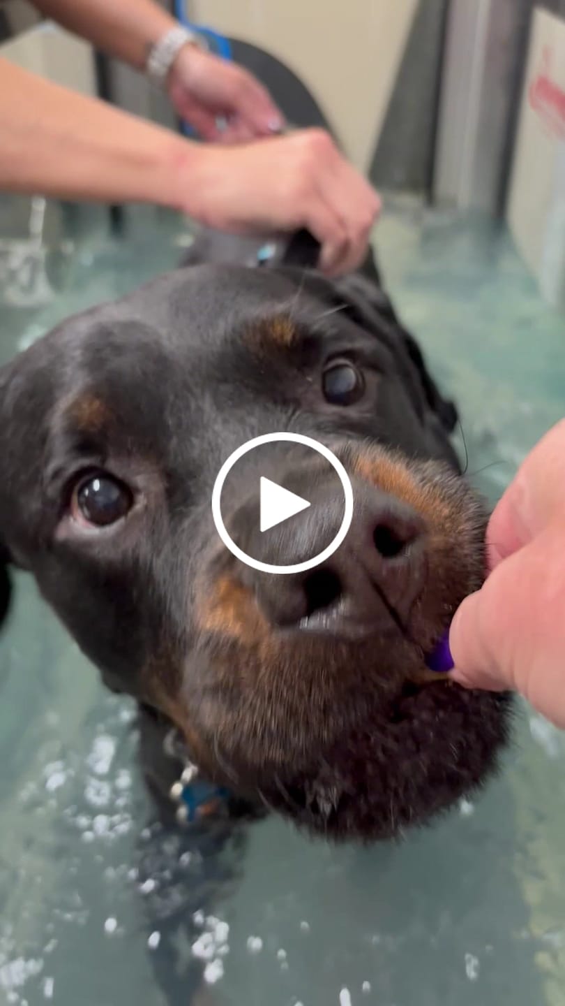 Customer video review of Royal Canin Gastrointestinal Low Fat + Hydrolyzed Protein Dry Dog Food