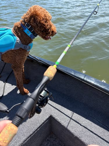 Customer photo review of Custom Panfish Rod