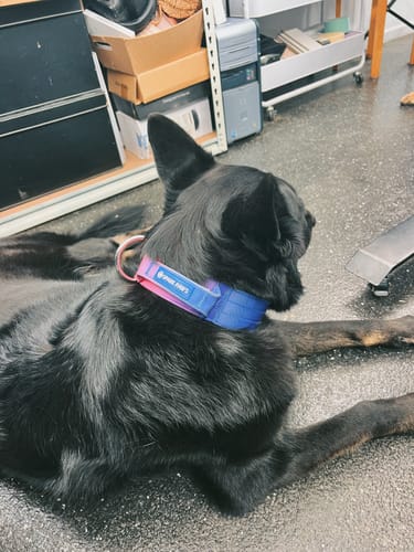 Customer photo review of Comfort Control Collar Set - Snow Cone