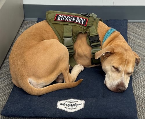 Customer photo review of Classic Heavy-Duty Tactical No-Pull Team K9™ Dog Harness With Front & Back D-Rings, Quick-Release Metal-Buckles, Hook & Loop Panels, & Top Handle