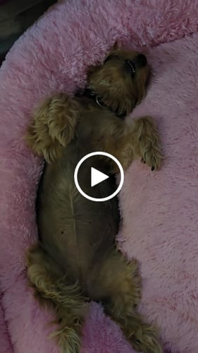 Customer video review of Cama Antiestrés para Perros