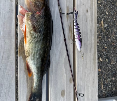 Customer photo review of RazorAction PRO