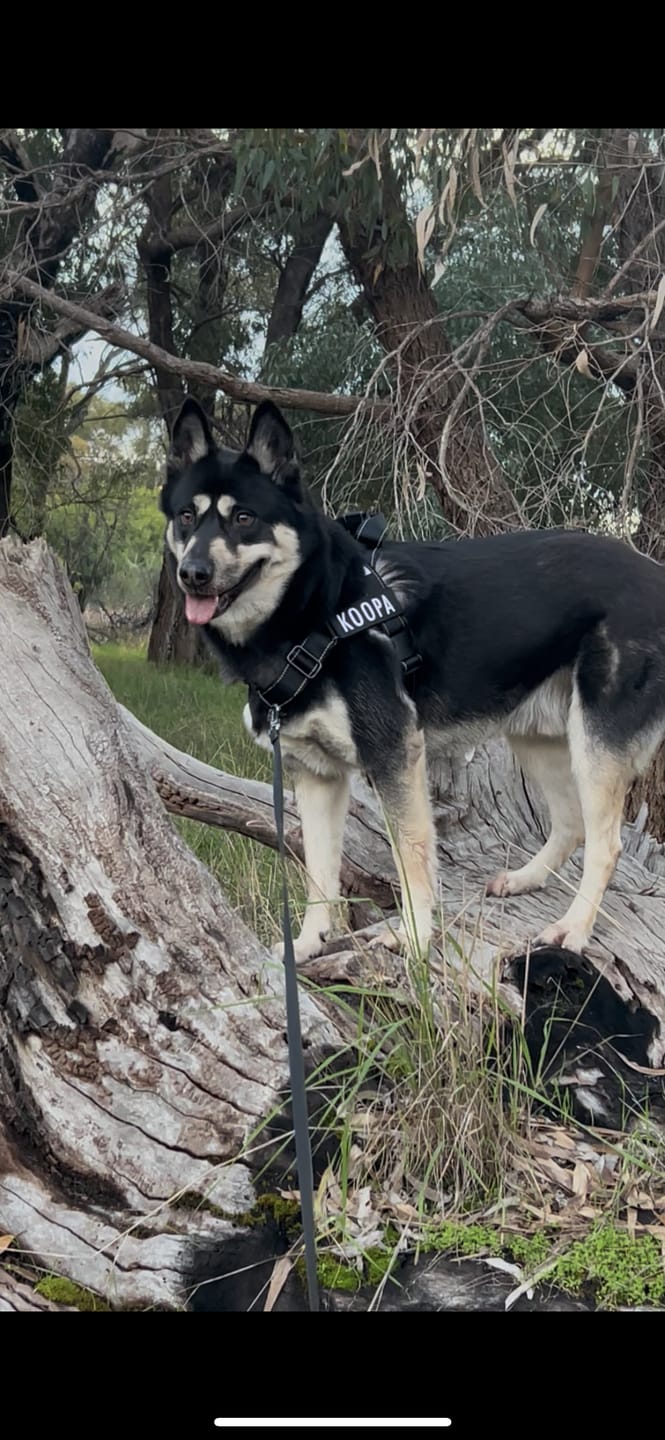 Customer photo review of No Pull Dog Harness