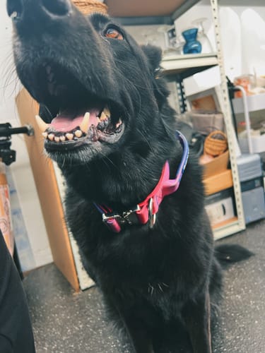 Customer photo review of Comfort Control Collar Set - Snow Cone