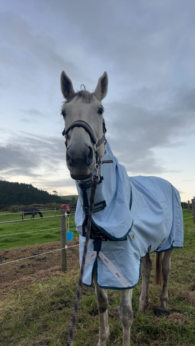 Customer photo review of Horseware Turnout 50g