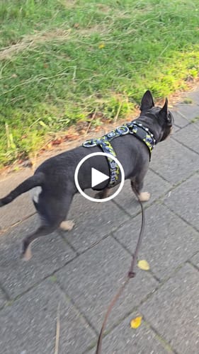 Customer video review of Training Anti Pull TRI-Harness® | M-XL Breeds - Lightning