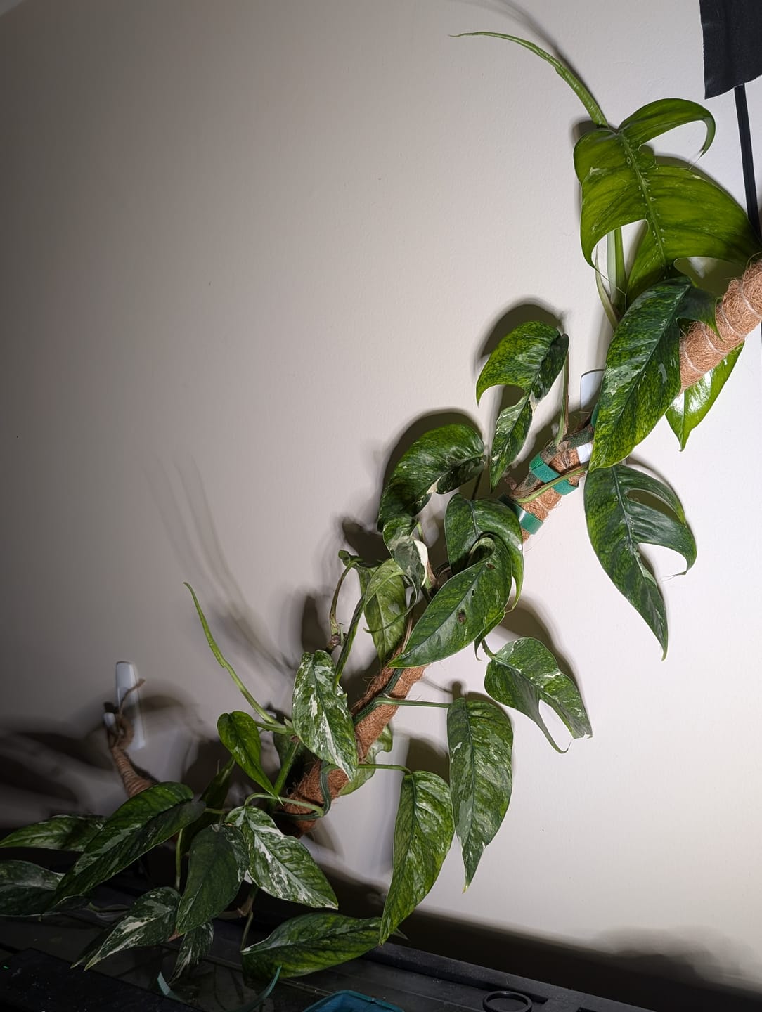 Customer photo review of Pothos Epipremnum pinnatum albo variegata
