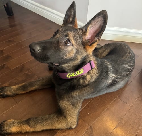 Customer photo review of 1.5" Tacti Slim Dog Collar - Grape