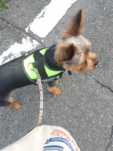 Customer photo review of FunFunPet 高機能ハーネス（お名前タグ作成サービス付き）