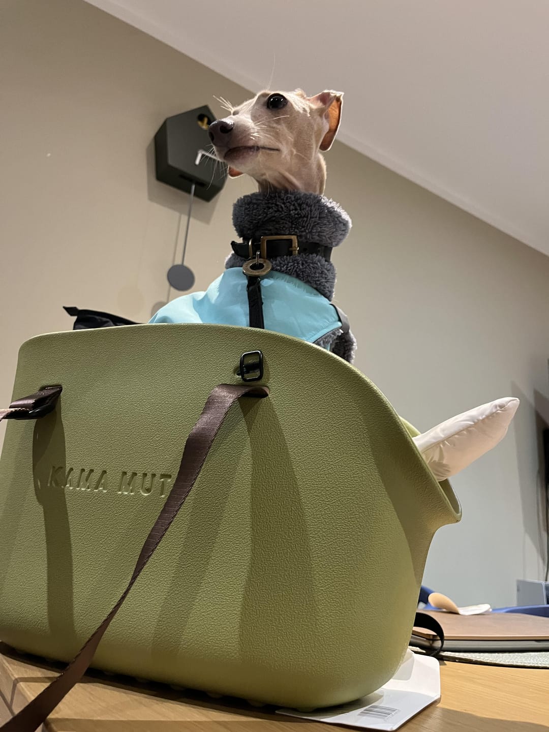 Customer photo review of Vibrant Pet Carry Totes