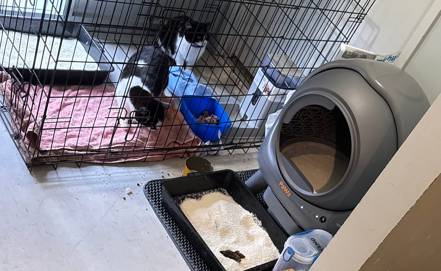 Customer photo review of Michu Wonder Litter - Plant-Based & Automatic-Box Friendly 2.5kg/6L