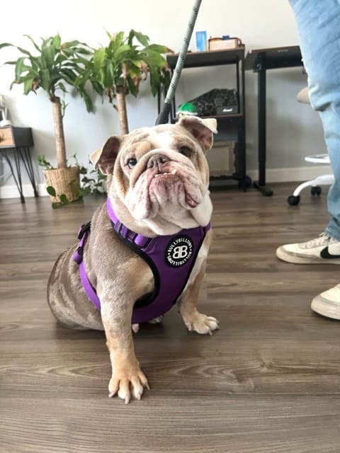 Customer photo review of Comfort Premium Harness | Non Restrictive - Purple