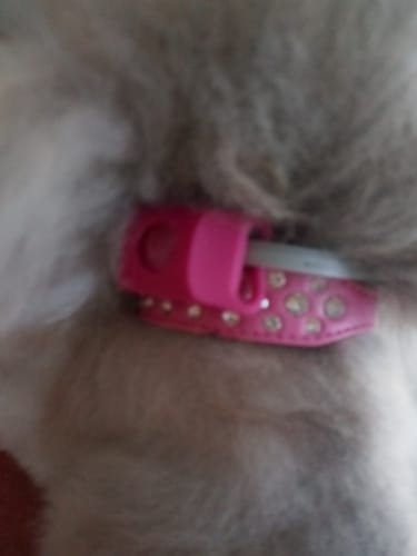 Customer photo review of FurLife™ 12 Months Flea and Tick Free
