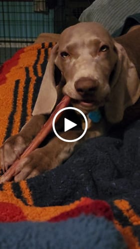 Customer video review of The Essential Treat Pack