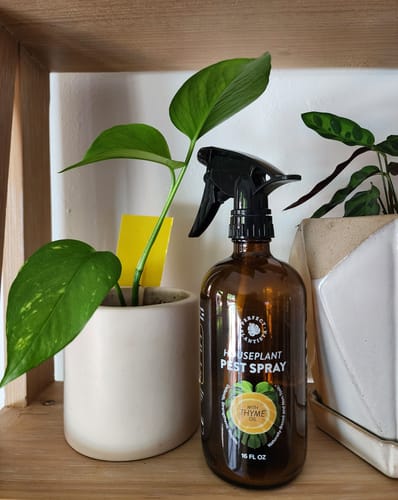 Customer photo review of Houseplant Pest Spray