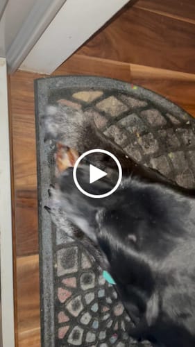 Customer video review of Ostrich Foot Bone (7" x 3.5"): The Flavorful & Long-Lasting Chew for Medium to Large Dogs