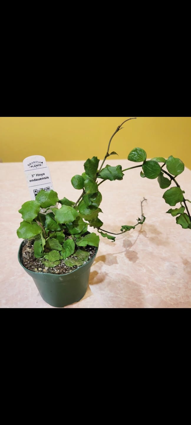 Customer photo review of Hoya endauensis