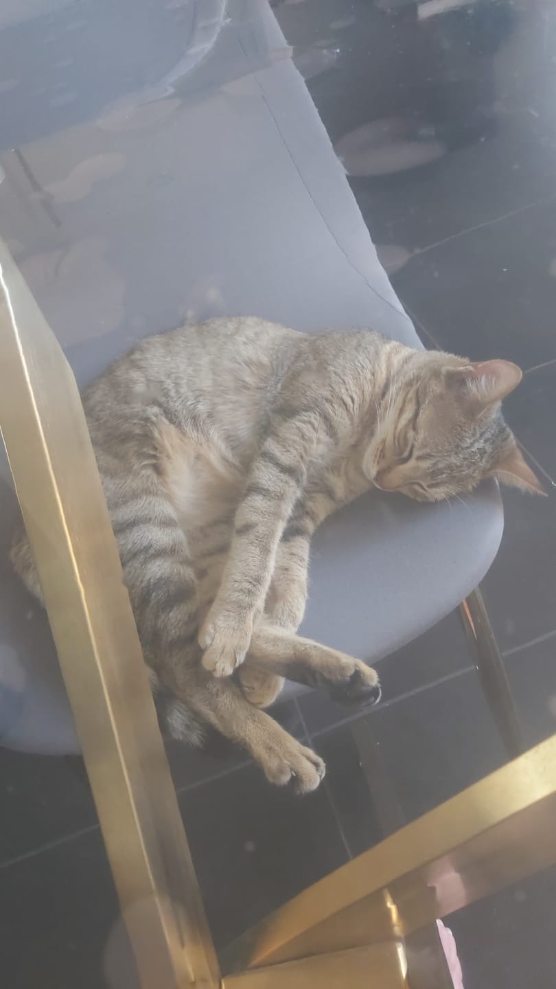 Customer photo review of Pâtées riches en volaille & aux courgettes (chat stérilisé et chat adulte)