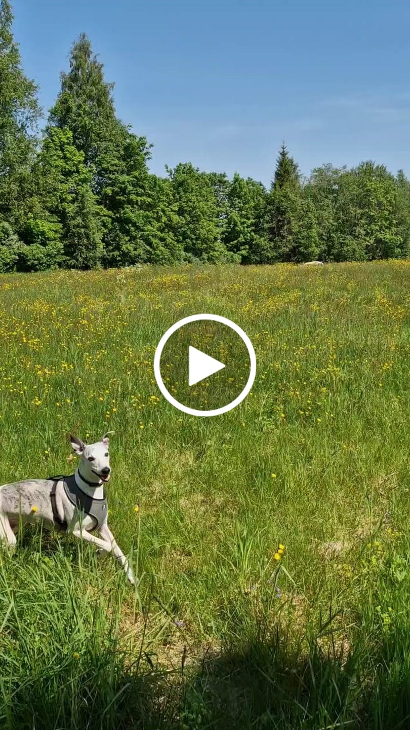 Customer video review of Fästinghalsband för både hund & katt