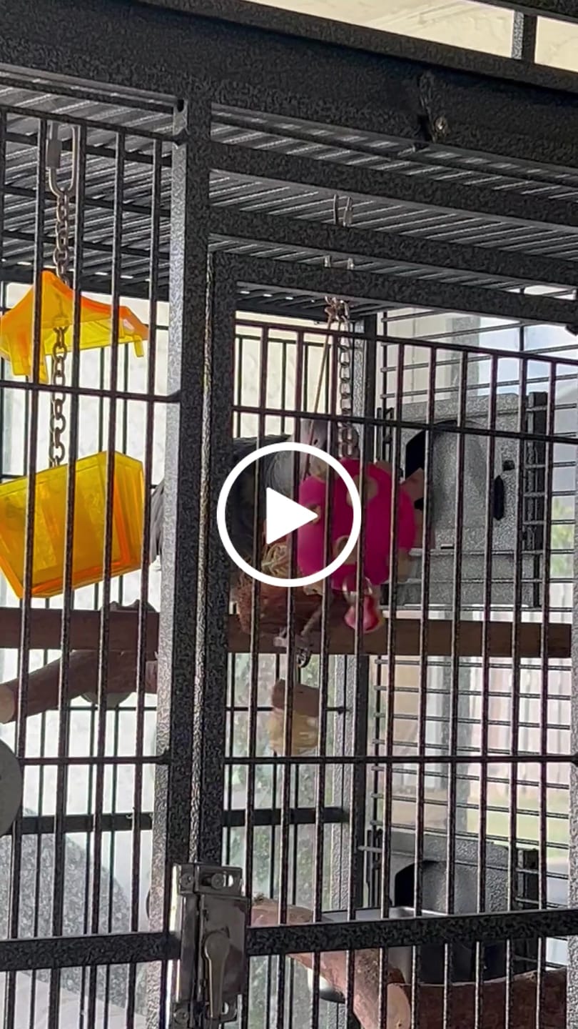 Customer video review of Quirky Corky by Cheep Thrills Bird Toys