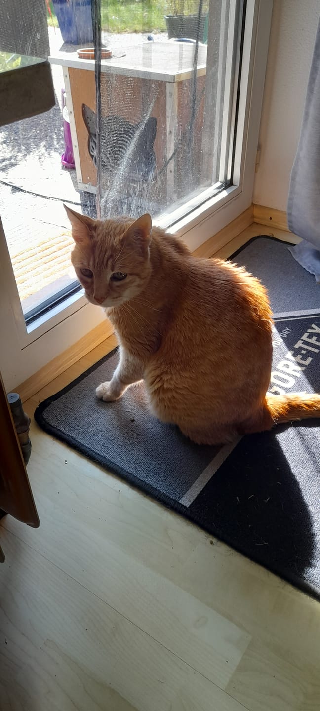 Customer photo review of Zpot-on für Katzen gegen Zecken, Flöhe, Milben & Mücken [Jahresvorrat]