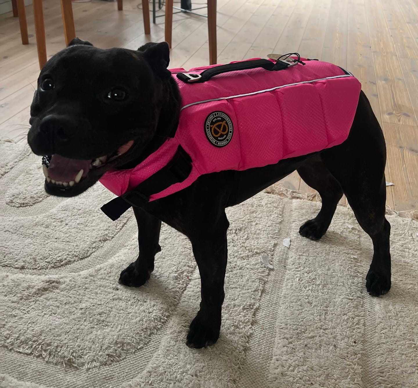 Customer photo review of Staffordshire Bull Terrier 1935® Life Jacket - Neon Pink