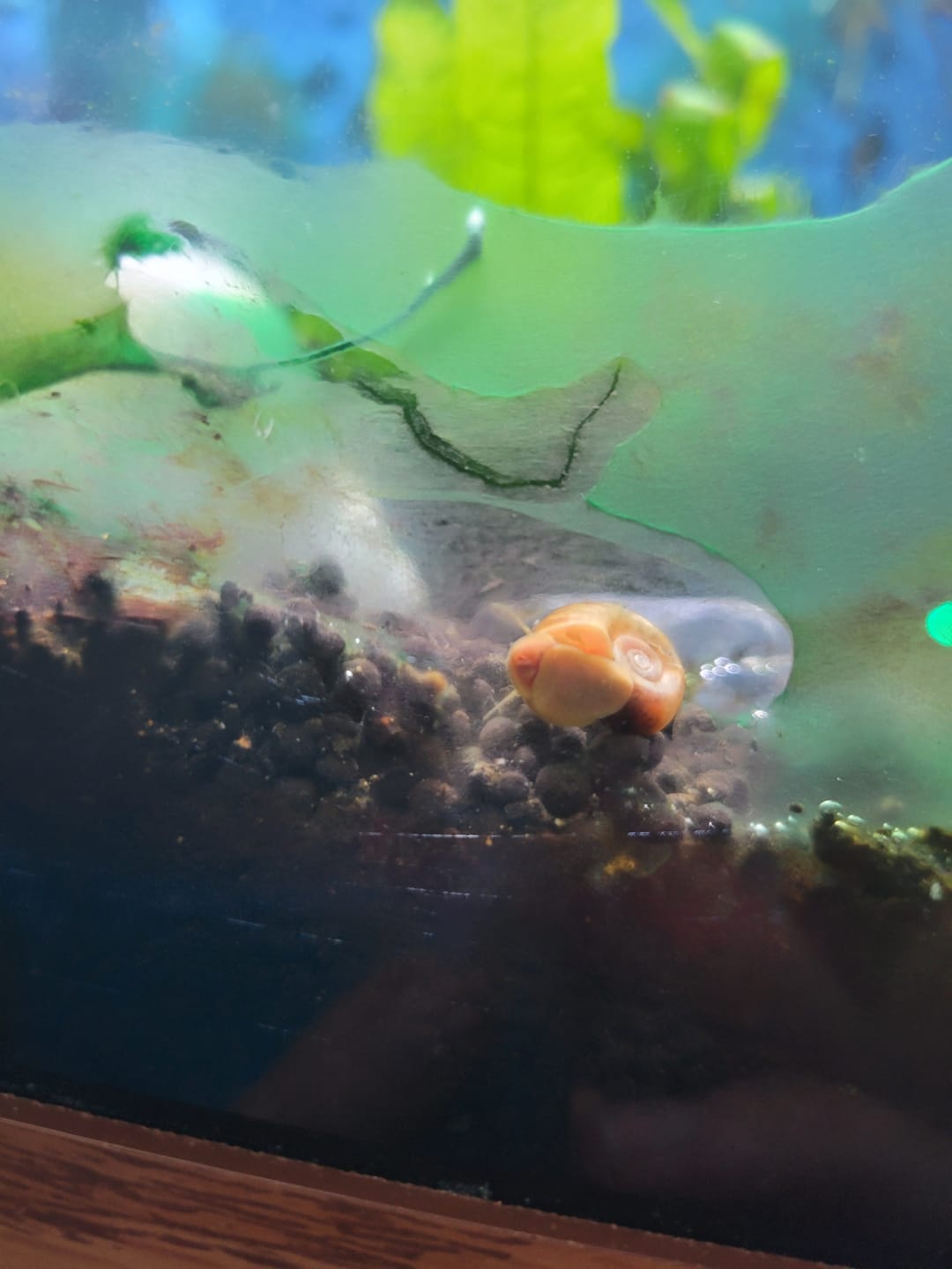 Customer photo review of RAMSHORN SNAILS (ASSORTED BLUE, PINK,GREY,GOLD)