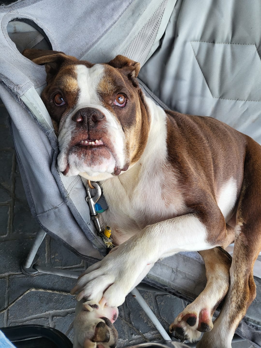 Customer photo review of Royal Canin Gastrointestinal Low Fat + Hydrolyzed Protein Dry Dog Food