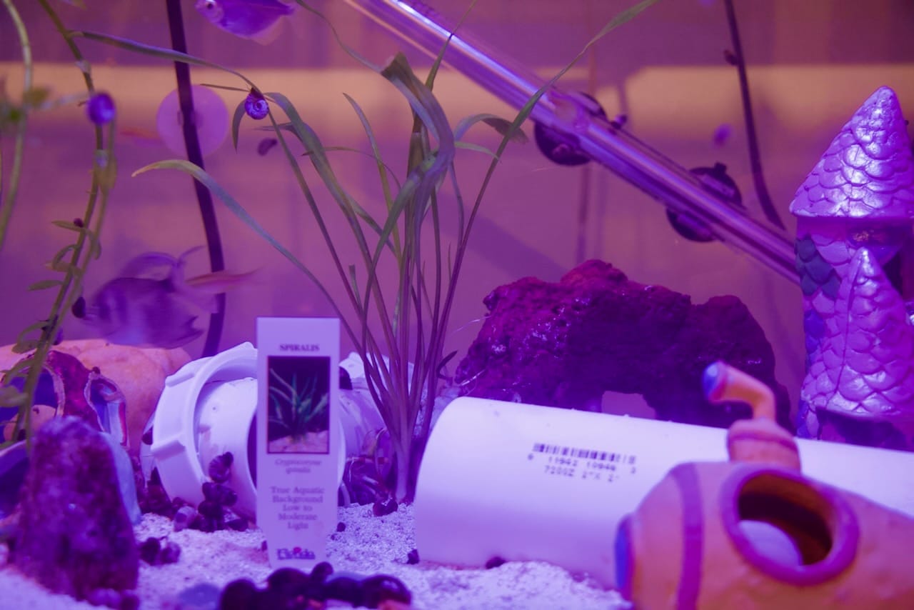 Customer photo review of Cryptocoryne Spiralis